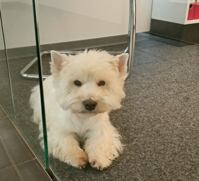 ein kleiner weißer Hund liegt hinter einer Glastür